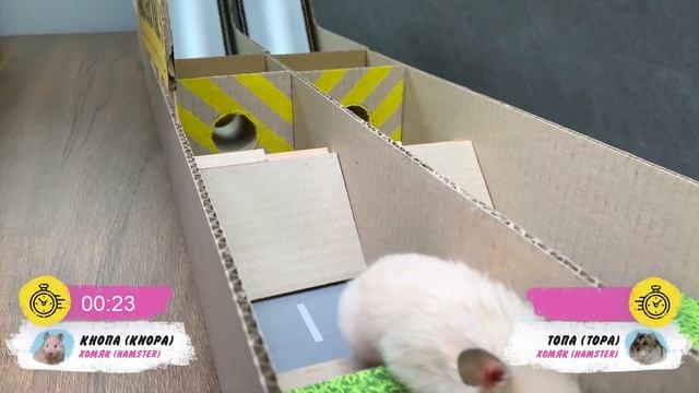 Гонка хомяков - кто быстрее? ?? | Трасса из картона для двух милых хомячков | DIY смотреть онлайн