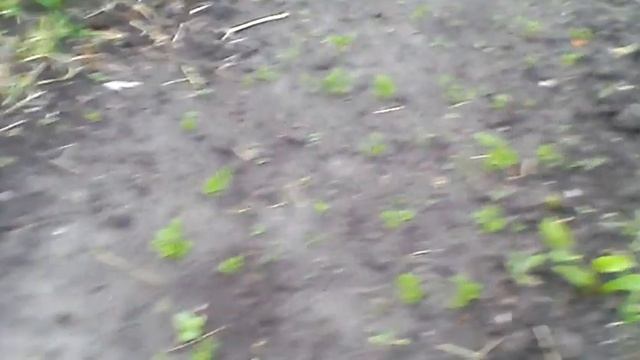 ПЕРВАЯ ПОСАДКА ТАБАКА смотреть онлайн