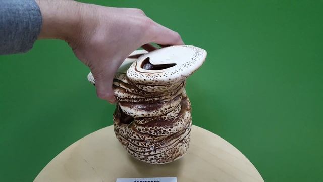 Черепаший берег смотреть онлайн