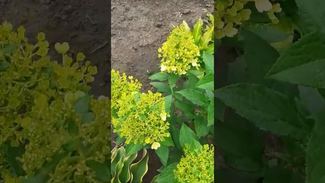 Гортензия Мэджикал Маттерхорн смотреть онлайн