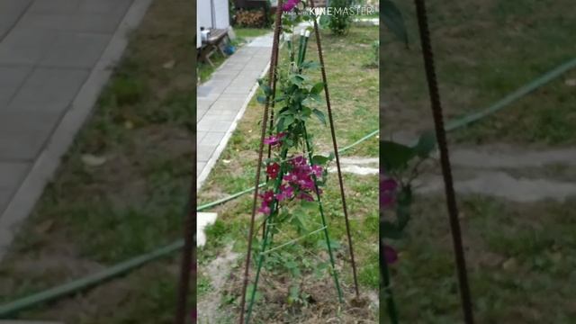 МЕТЕЛЬЧАТЫЕ ГОРТЕНЗИИ И КЛЕМАТИСЫ. ЗАГАДКА ИЗ ПИТОМНИКА ВЕРЫ ГЛУХОВОЙ. АВГУСТ'22 смотреть онлайн