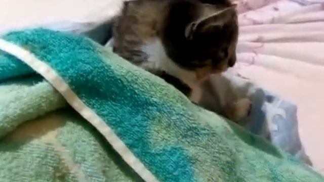 Беда не приходит одна. смотреть онлайн