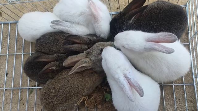Golden pearls appear in giant mussels, there are surprises for catching seafood! смотреть онлайн