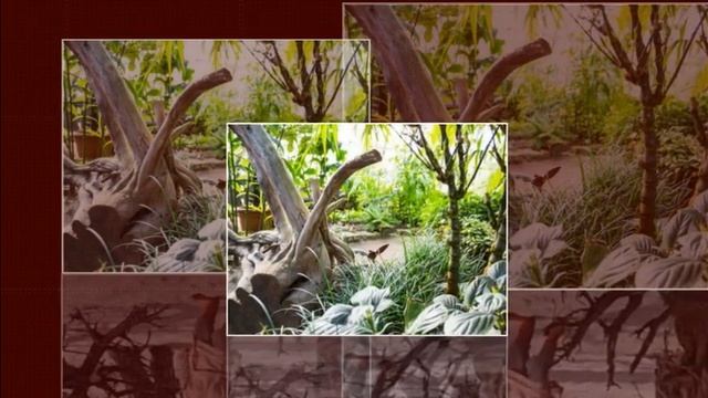 Рутарий в вашем саду смотреть онлайн