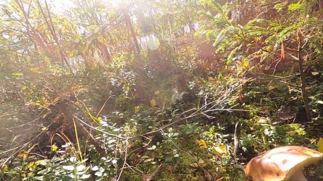 Леса, Болота ,Клюква и Грибы смотреть онлайн