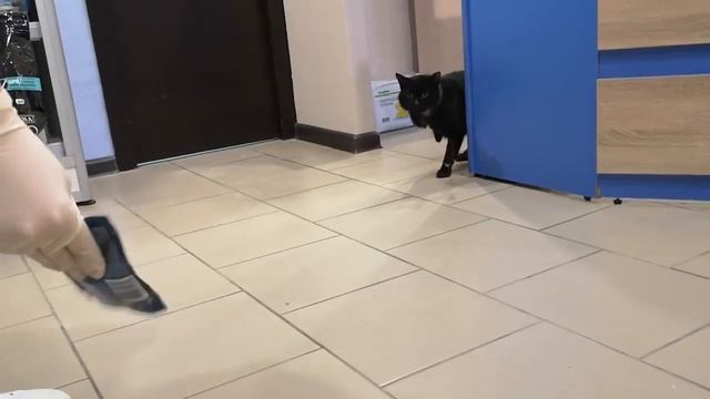 Такое Вы точно еще не видели Спасение кота и его первые дни новой жизни Я плачу смотреть онлайн