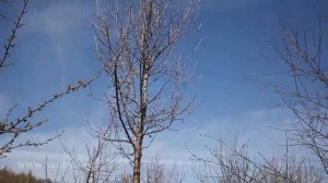 Груша: обрезаем очень высокое дерево.  Урок 14 курса по обрезке плодовых деревьев Николая Рабушко.