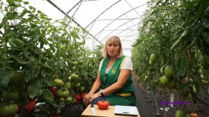 Обзор Томата Сибирский тренд - стабильный урожай независимо от года!