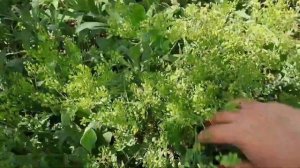 ПОСЕВ ПОЧВОПОКРОВНИКОВ В ОТКРЫТЫЙ ГРУНТ.  САМЫЙ ПРОСТОЙ И ЛЁГКИЙ СПОСОБ ВЫРАСТИТЬ МНОГОЛЕТНИКИ.