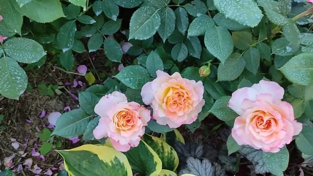 РОЗА АКВАРЕЛЬ, (Aquarell, Tantau, 1999) смотреть онлайн