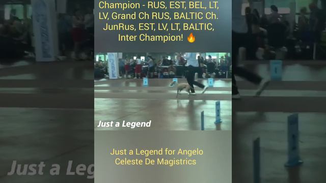 Левретка кобель Just a Legend for Angelo Celeste De Magistrics, открыт для вязок смотреть онлайн
