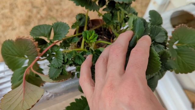 ? Клубника на гидропонике - старт сезона на улице в феврале. ? Strawberry on hydroponics смотреть онлайн