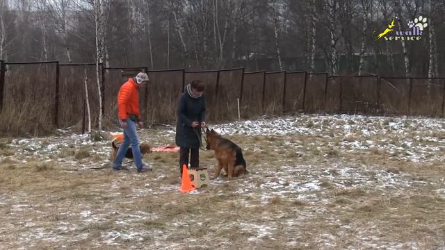 Дрессировка, сравнение индивидуального и группового занятия, высыл на обход собаки и выдержка сидеть смотреть онлайн