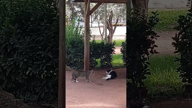 Why should this cat divide the territory? Is there not enough room for him? смотреть онлайн