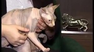 Канадский и донской сфинкс / Canadian and Don sphinx