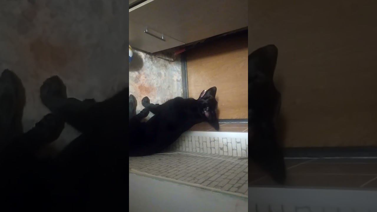 ВЕО черная Восточно Европейская Овчарка 7 смотреть онлайн