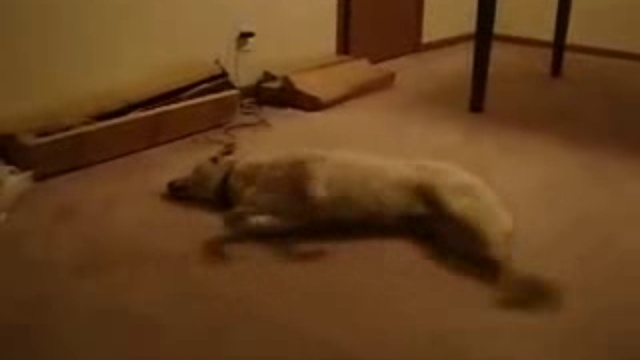 Кошмарный сон у собаки смотреть онлайн