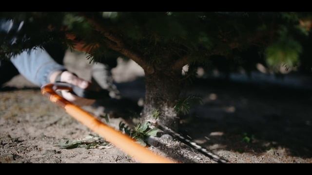 Trees | Canon EOS R6 смотреть онлайн
