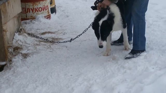 Алабаи. САО. Наши ЛЮБИМЫЕ собаки. смотреть онлайн
