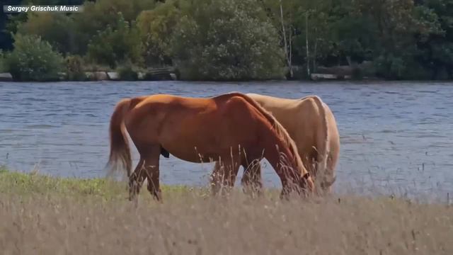 Самая красивая мелодия в мире! Эту музыку можно слушать вечно! Лучшие мелодии для души. смотреть онлайн