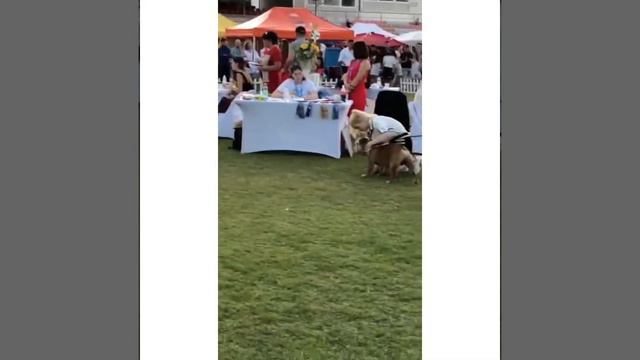 4 Split Summer Night Dog Shows-English Bulldog Junior Class смотреть онлайн