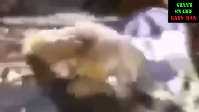 TOP 10 Giant Snakes Eat People,These Snakes Have Strength And Unmatched Dining || HD смотреть онлайн