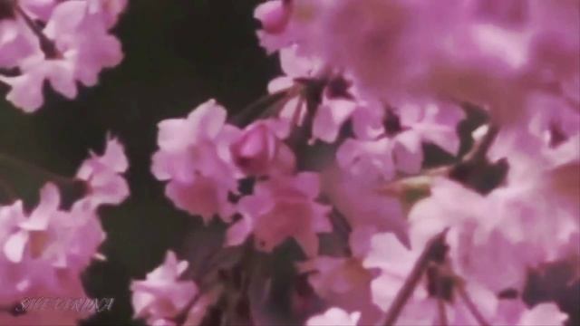 С ДНЕМ РОЖДЕНИЯ НАДЯ смотреть онлайн