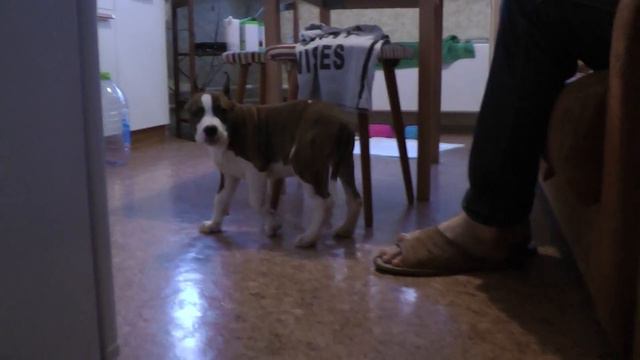 AmStaff LaVina #1 смотреть онлайн