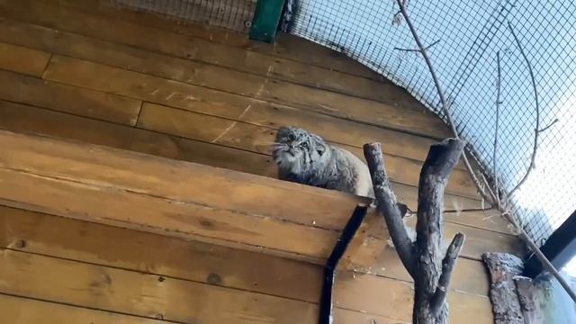 Жирен и красив. Посмотрите, как медитативно ползает круглый петербургский манул Свэн смотреть онлайн