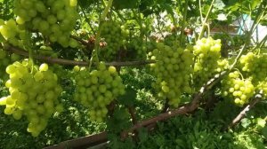 Какое расстояние между кустами винограда. Ответ пользователю.