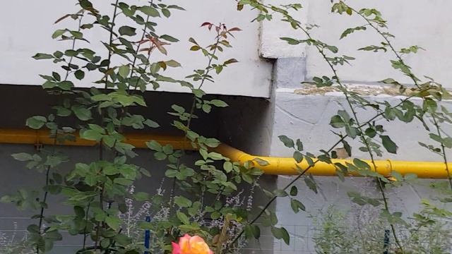 Не сажайте Розы в тени,лучший Витамин для роз-СОЛНЦЕ!!!! совет для начинающих 5.09.2021 год смотреть онлайн