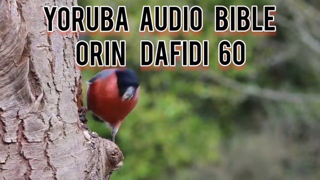 Psalm 60 - Yoruba audio bible #bible #yorubabible #psalms смотреть онлайн