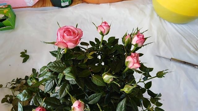 КАК ПРАВИЛЬНО ПЕРЕСАДИТЬ МИНИАТЮРНУЮ РОЗУ ПОСЛЕ ПОКУПКИ смотреть онлайн