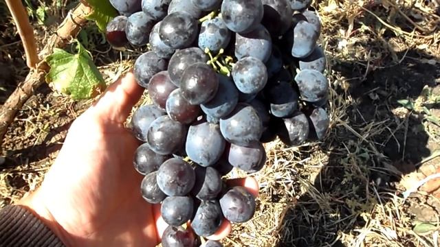 Виноград Фараон 2016 (Панченко) смотреть онлайн