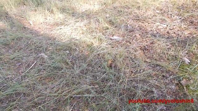 Собираем грибы в лесу осенью . смотреть онлайн