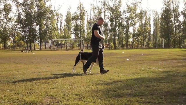 САО, подготовка в ВН (курс собака-компаньон) смотреть онлайн