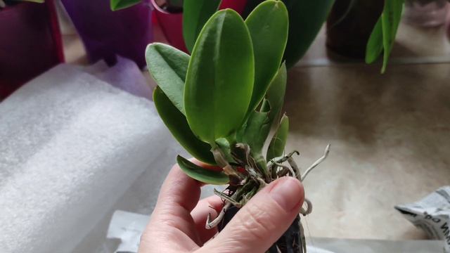 Schomburgkia burgundy,Rlc Siam Fancy,Rlc. Nail Hammer-посилка з сіянцями. смотреть онлайн