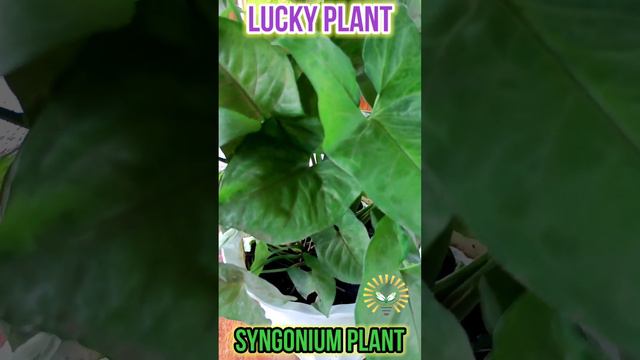Syngonium Lucky Plant смотреть онлайн