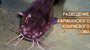 Разведение африканского клариевого сома. Как отличить самку от самца. Рыбная ферма Сом Сомыч.