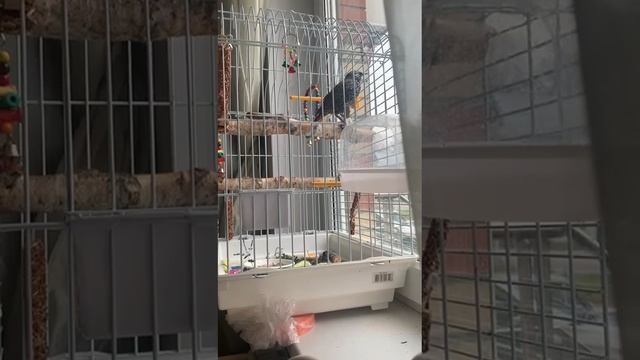 Скворец Мотя говорит с посетителями смотреть онлайн