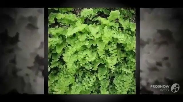 Цветы Адиантум (Adiantum flower) смотреть онлайн