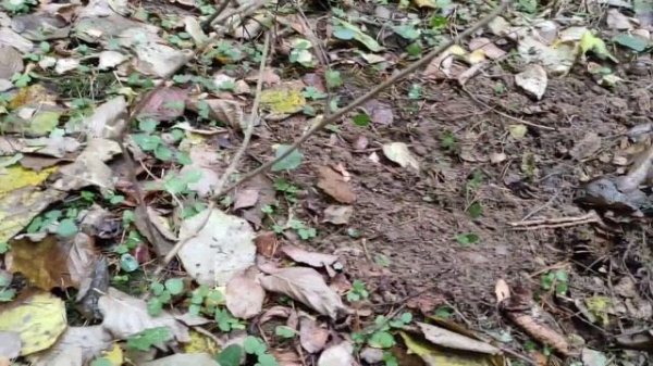 ORX Металлоискатель XP ORX   Интересные находки! поиск монет в лесу  Империя СССР