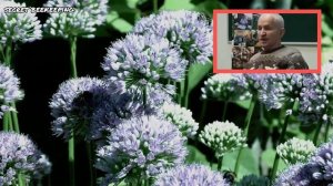 Хлористый кобальт как. стимулятор для пчел. Нужен или нет. Ответ Кашковского В.Г.