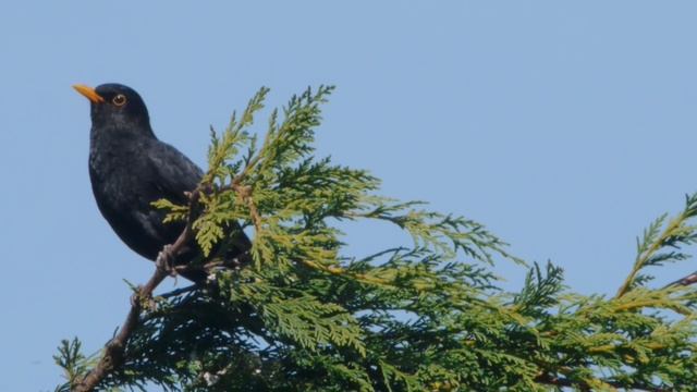 Blackbird Song 2