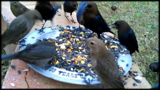 Feeding Frenzy | Flock of Birds Eating смотреть онлайн