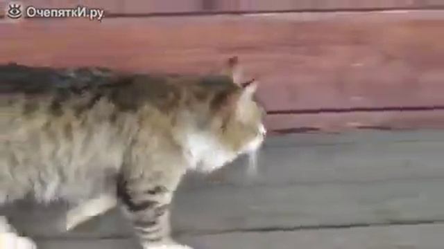 Пристальное о том что он лошадь ну или она смотреть онлайн