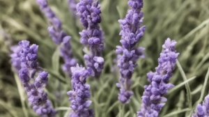 Лаванда чем полезна? Чай из лаванды. Как применять лаванду