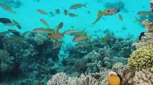 Подводный мир бухты Шарм-Эль-Майя, дикий пляж отелей Albatros, Seti Sharm, Iberotel Palace Египет