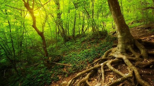 Весенняя пробуждающая музыка и Нежное благоухающее дыхание Весны под музыку Сергея Чекалина