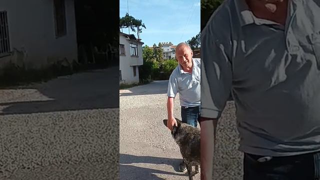 Gadehunde i Alanya -- Karl Erik Bertelsen og Jolle på nye eventyr sæson 5 - смотреть онлайн